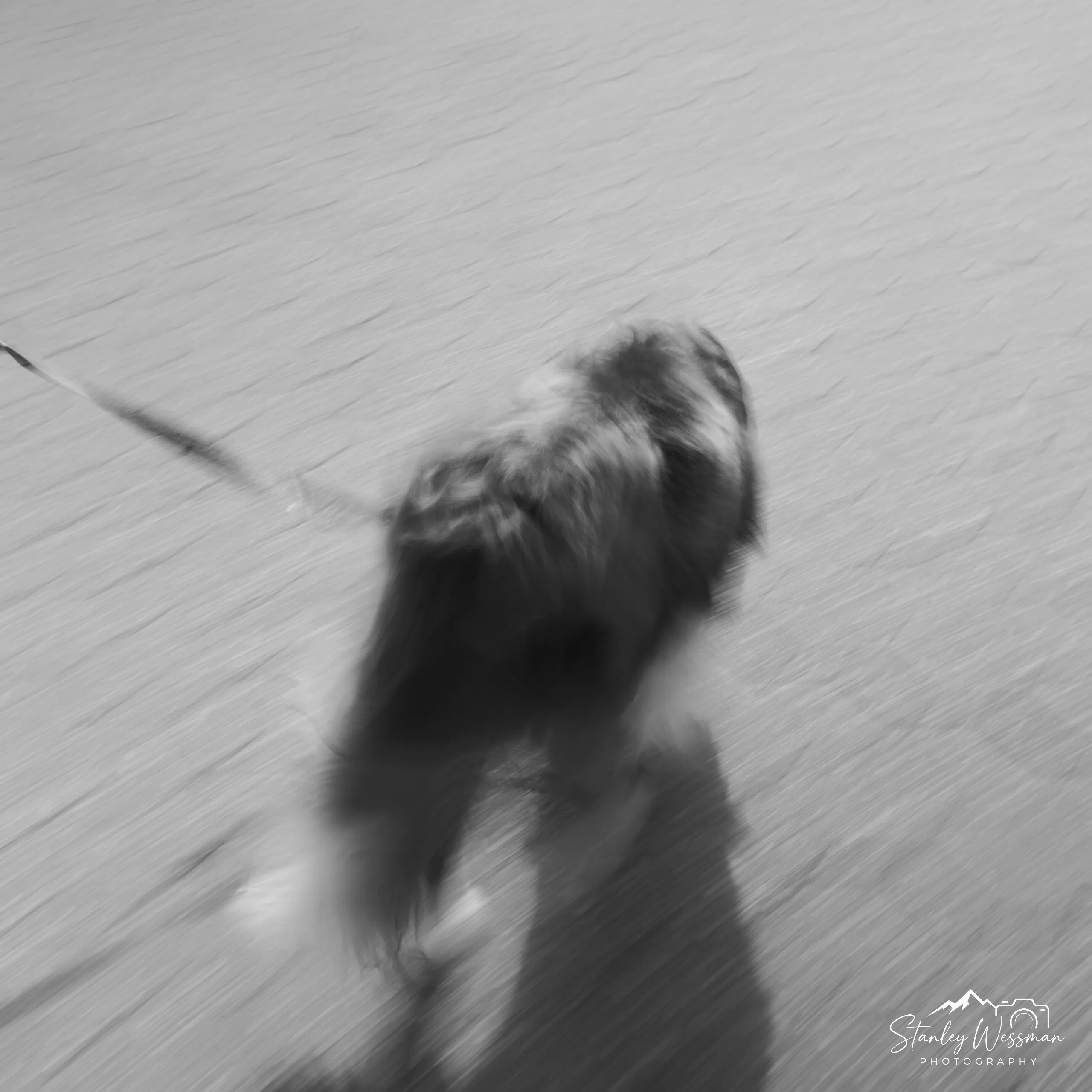 Dog in Motion