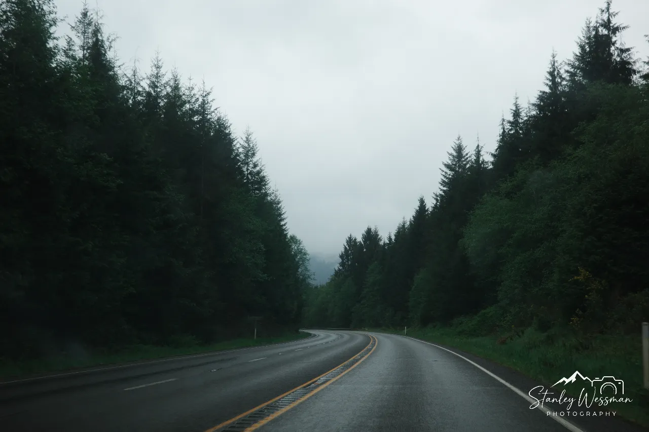 Into the Forest