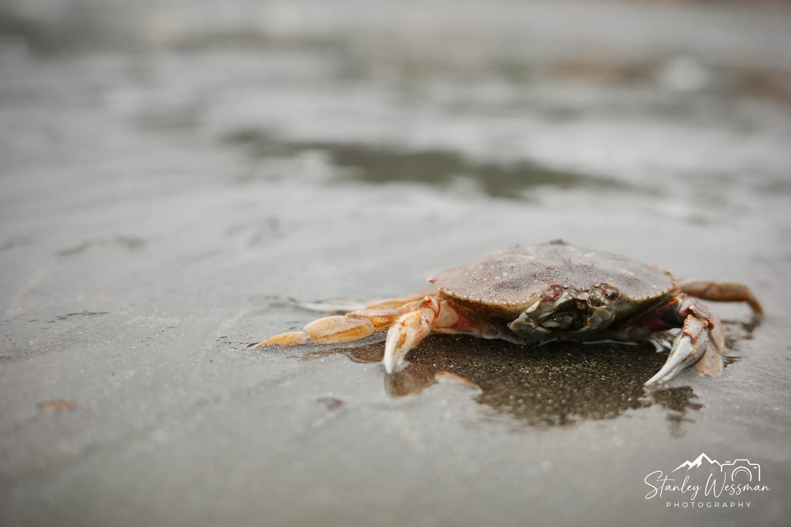 Ocean Crab
