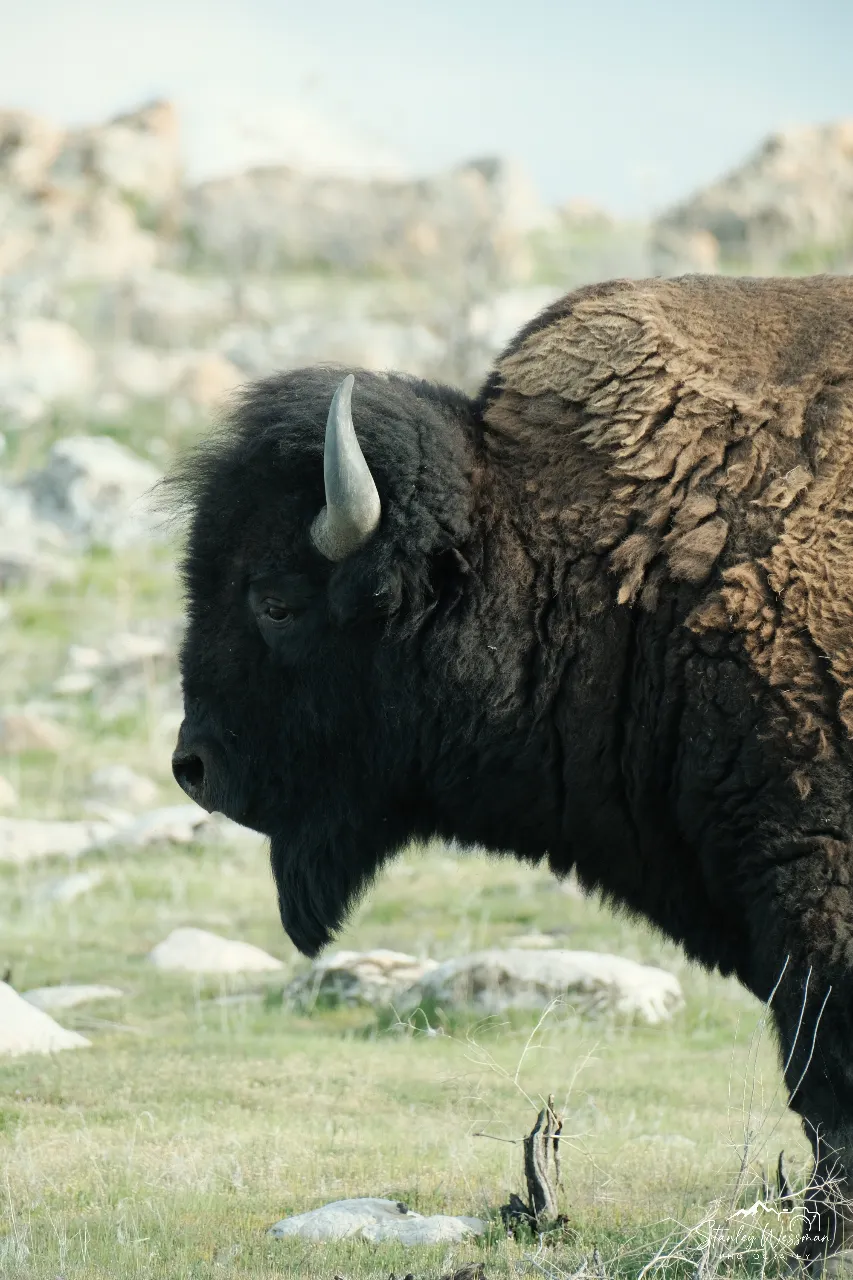 Antelope Bison