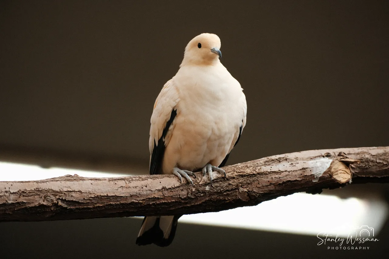 Dove at Hogle