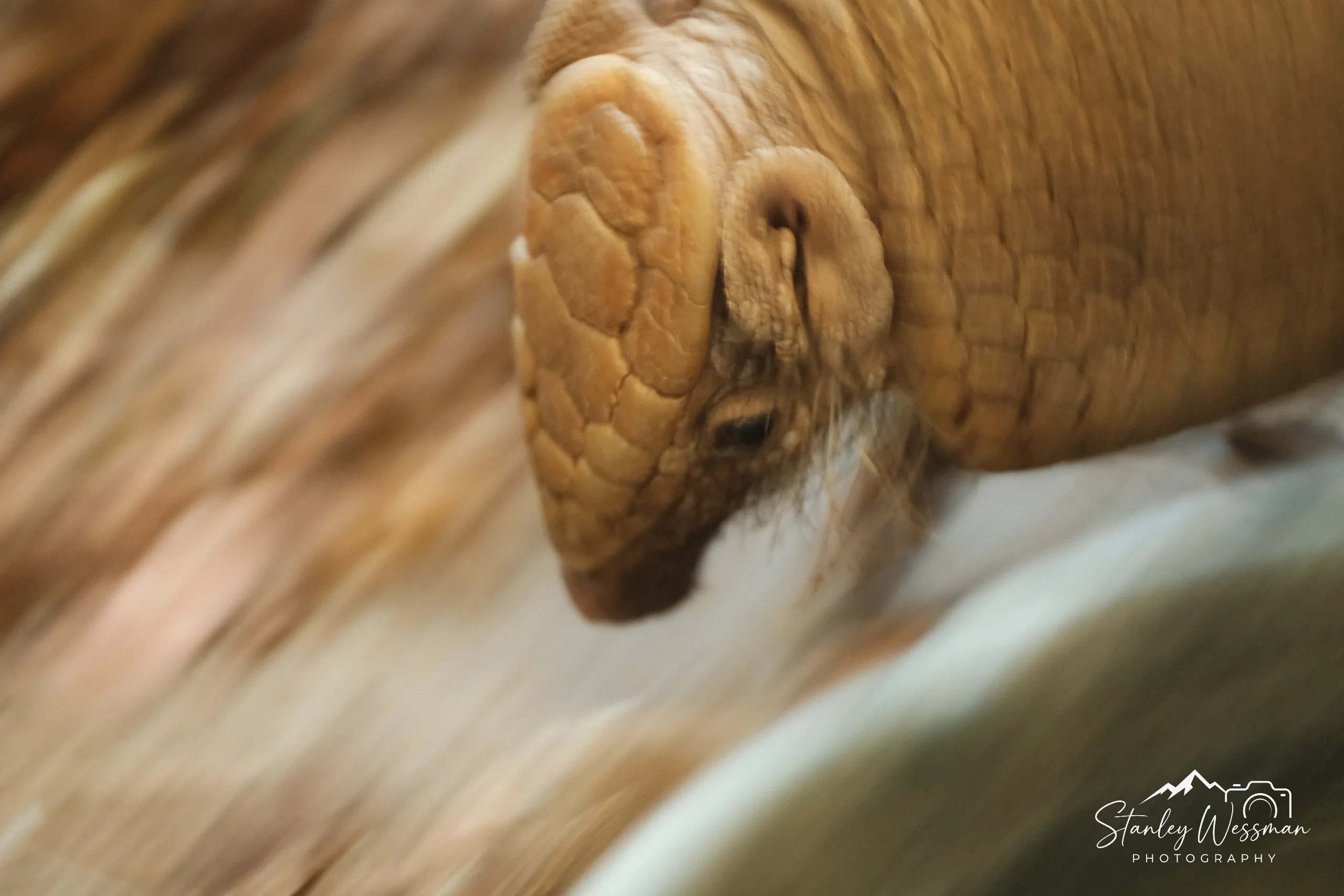 Shifting Shrew