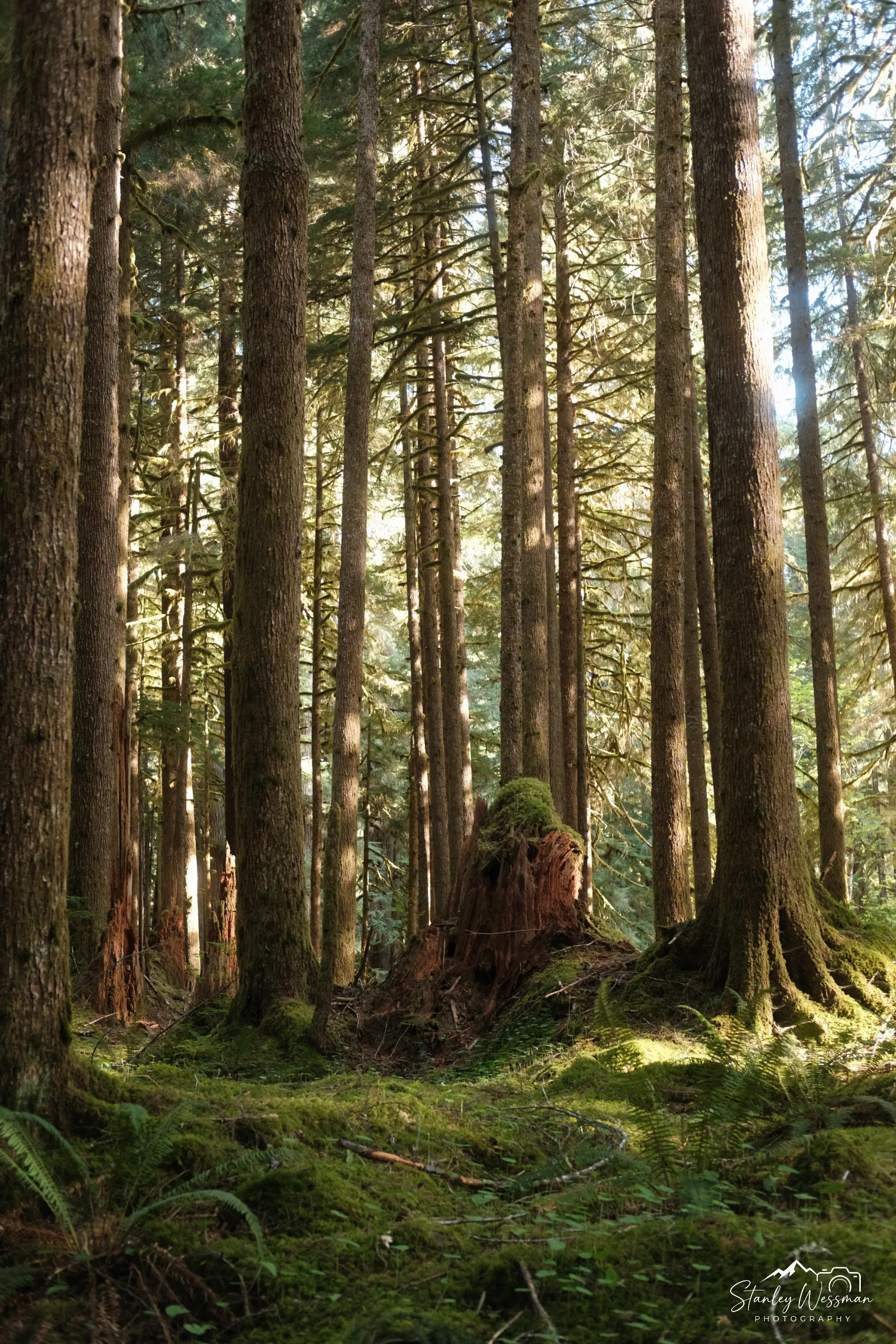 Fairy Stump