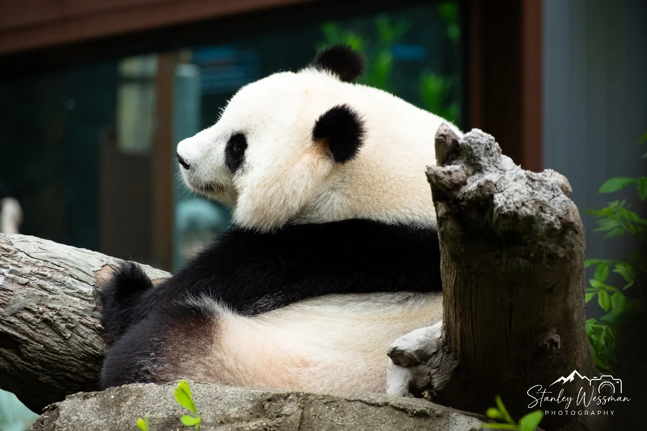 Sleepy Panda