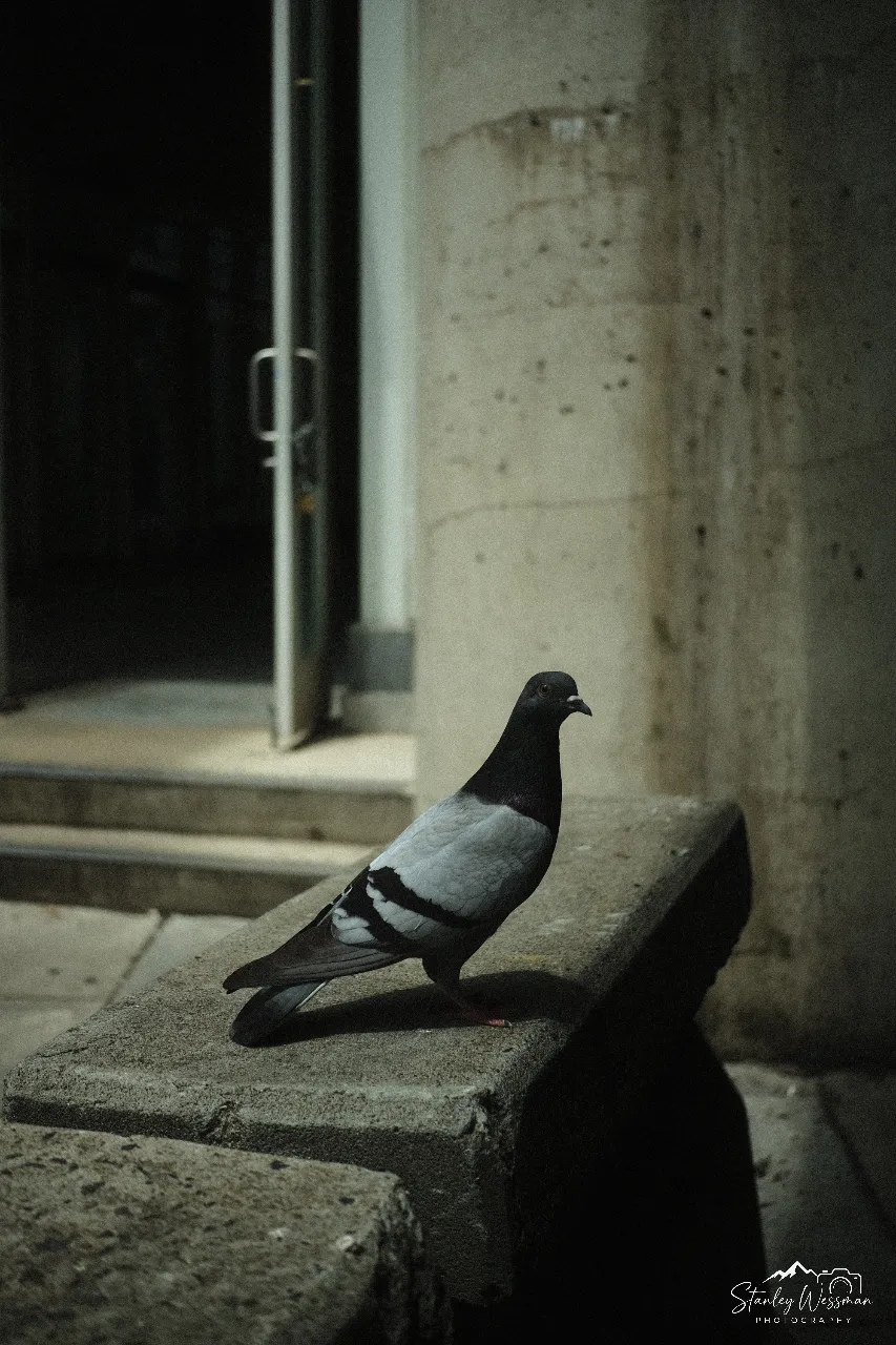 Pigeon in Grunge