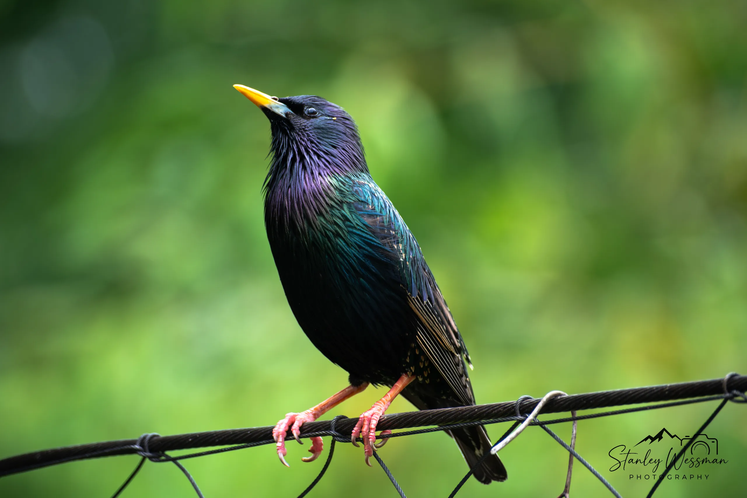 Starling at the Smithsonian