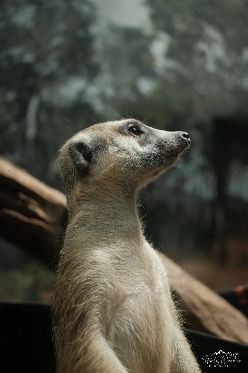 Meerkat