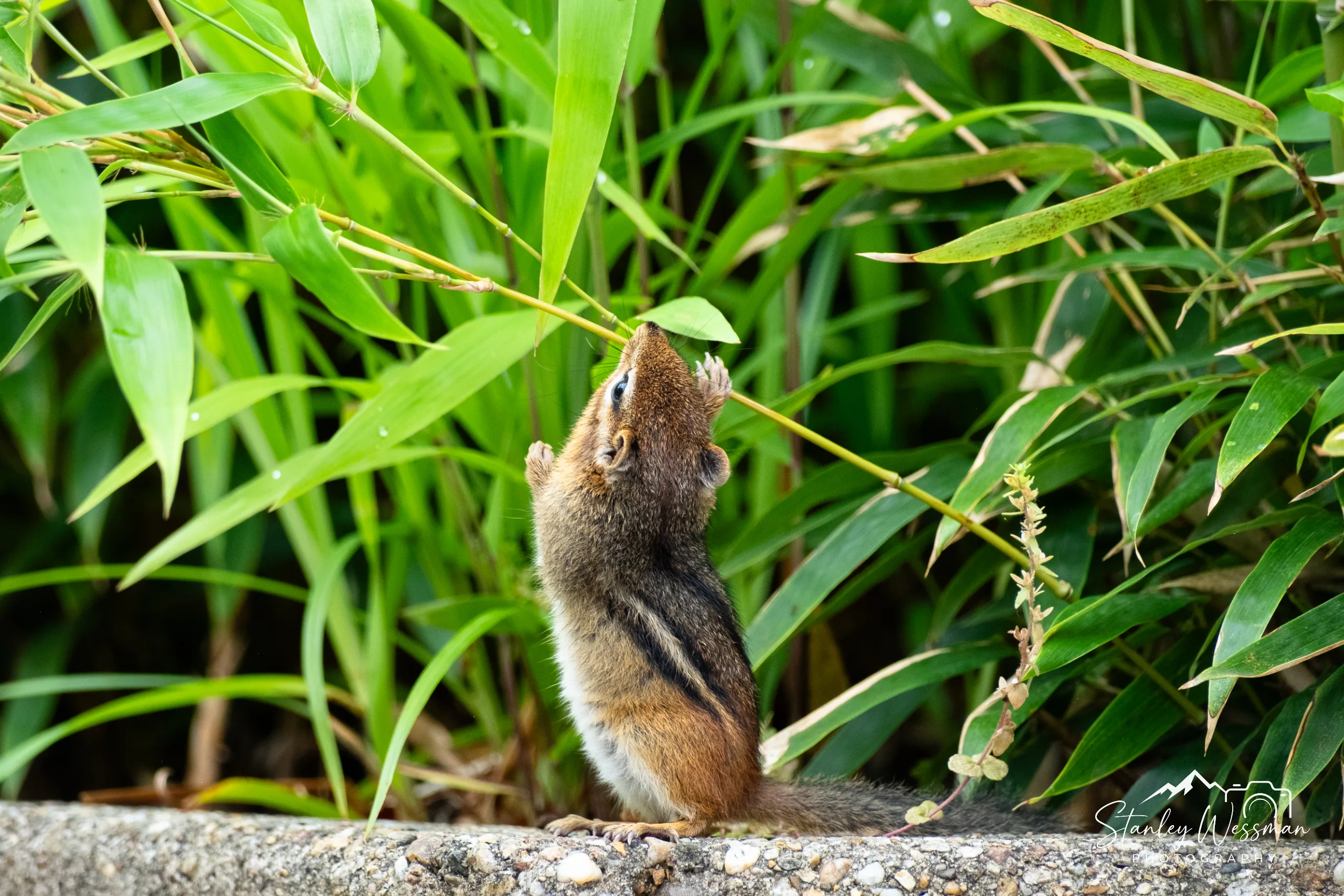 Chipmunk Reaching