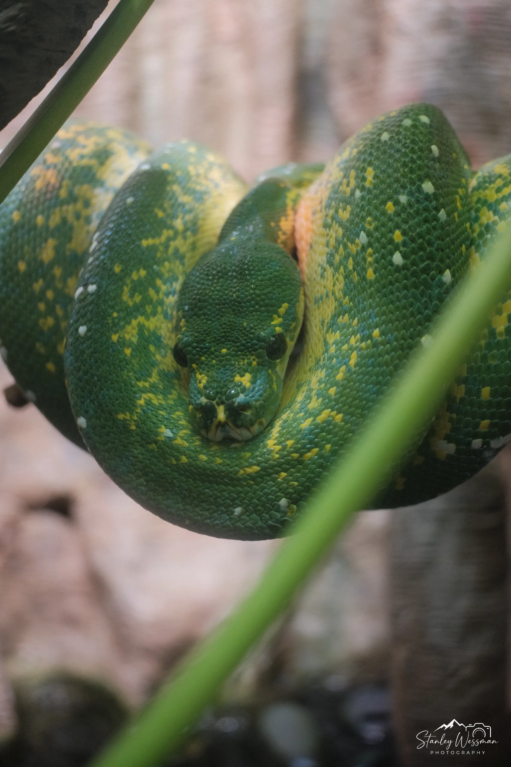 Green Guardian 