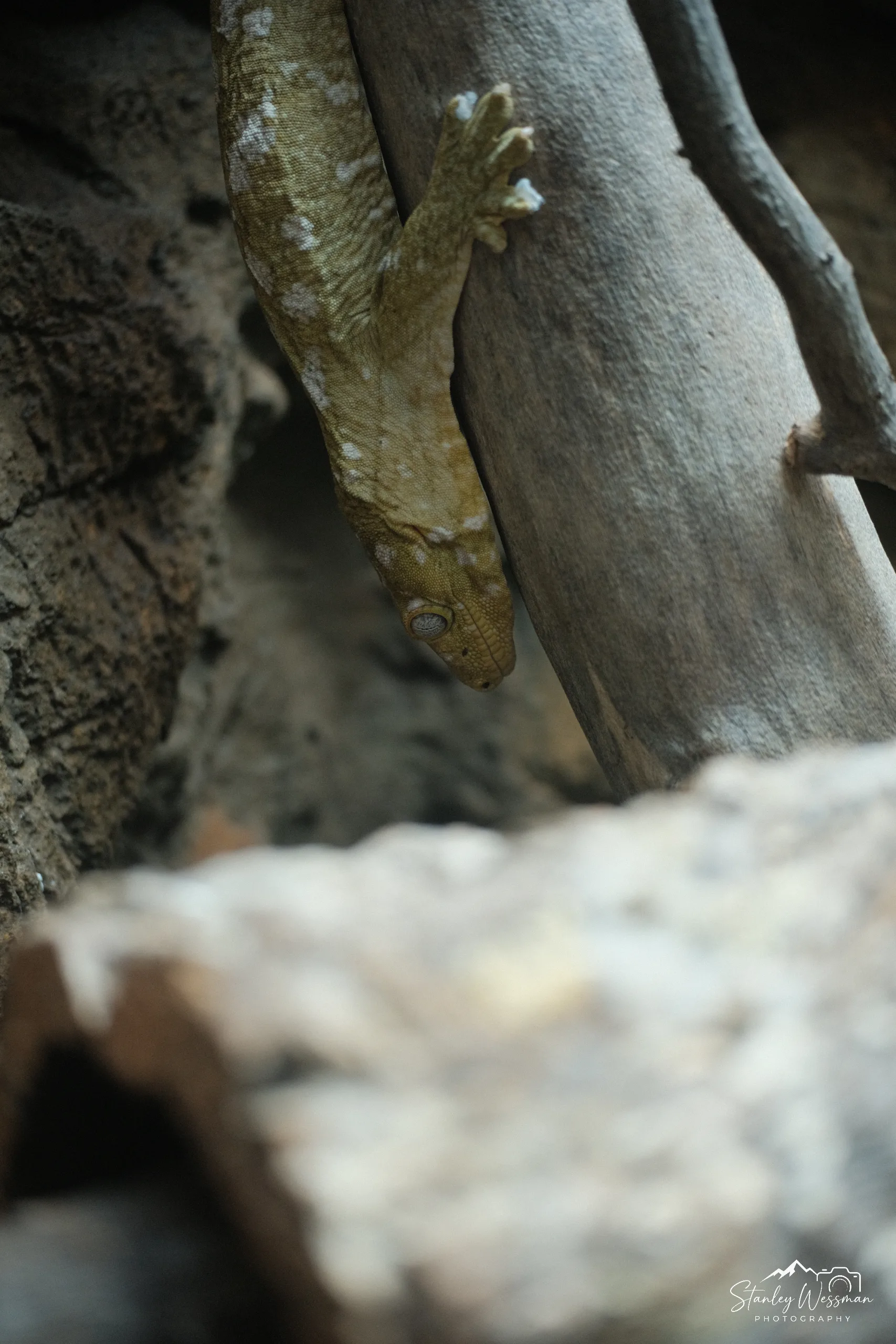 Reptilian Stare