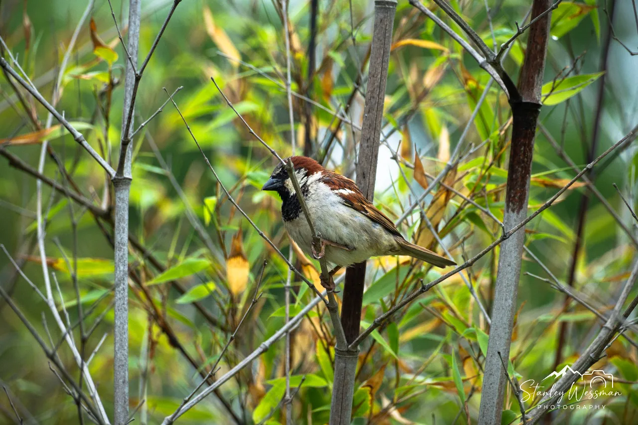 Sparrow 