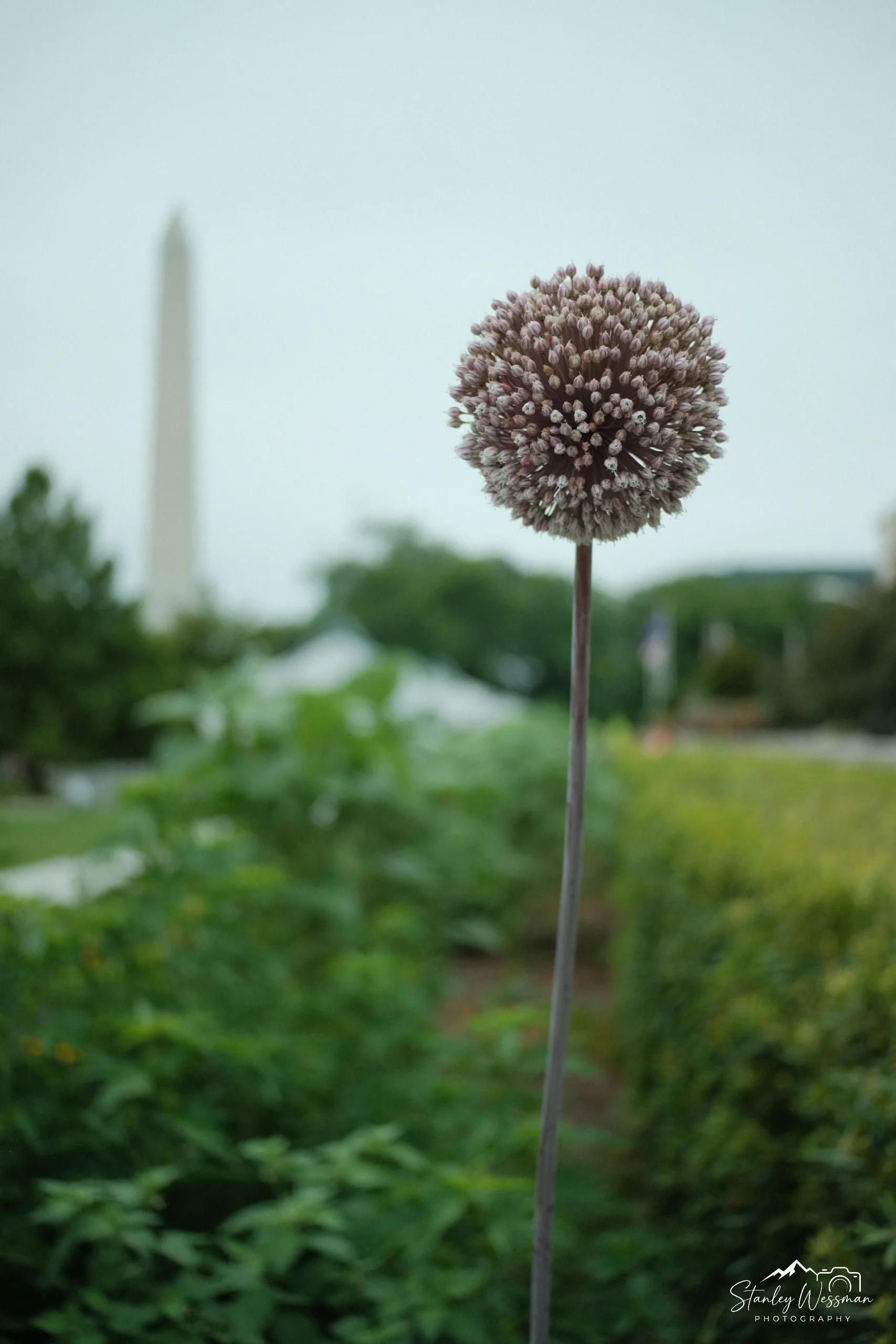 Flower Spire