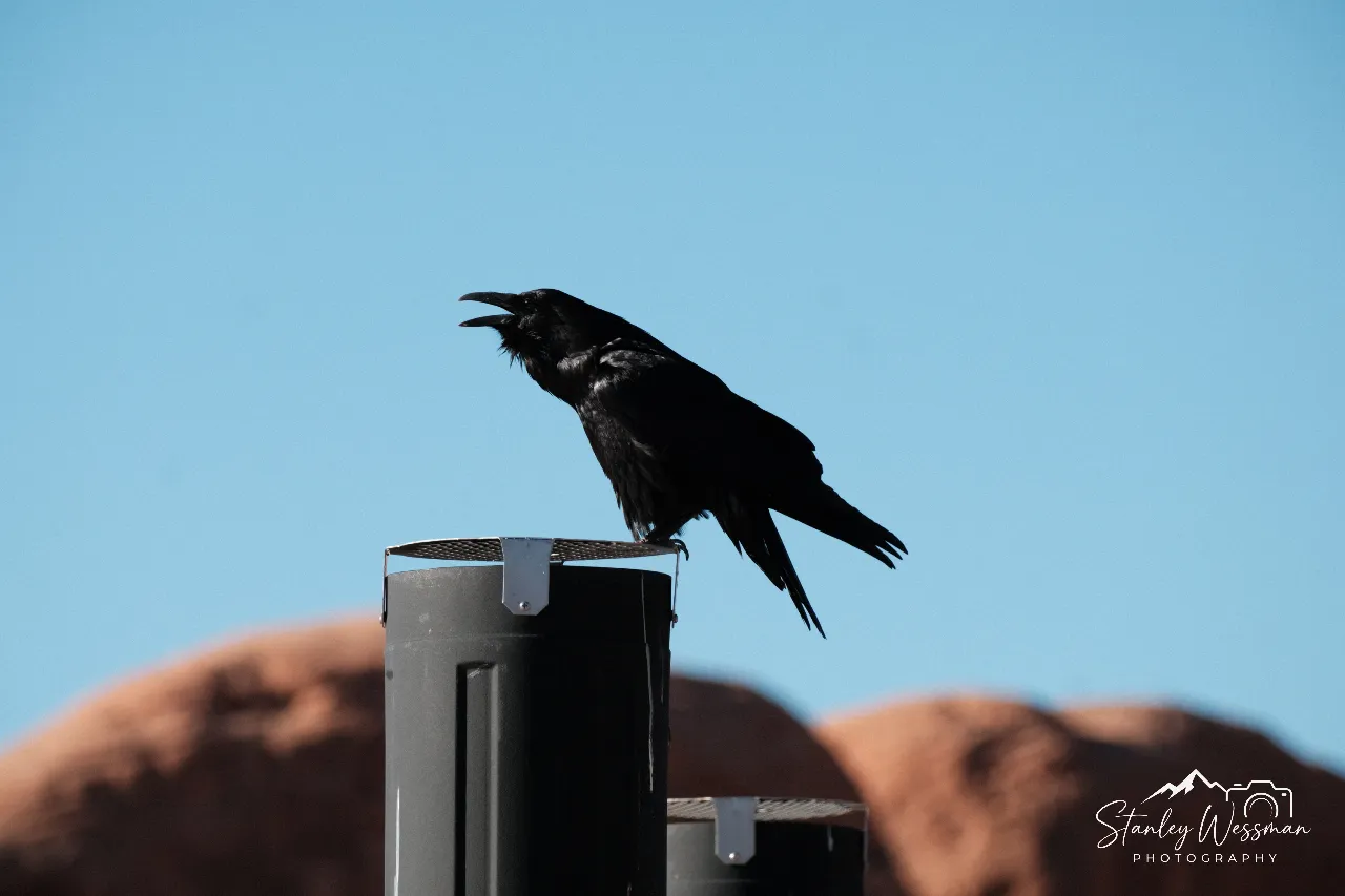 As the Crow Flies