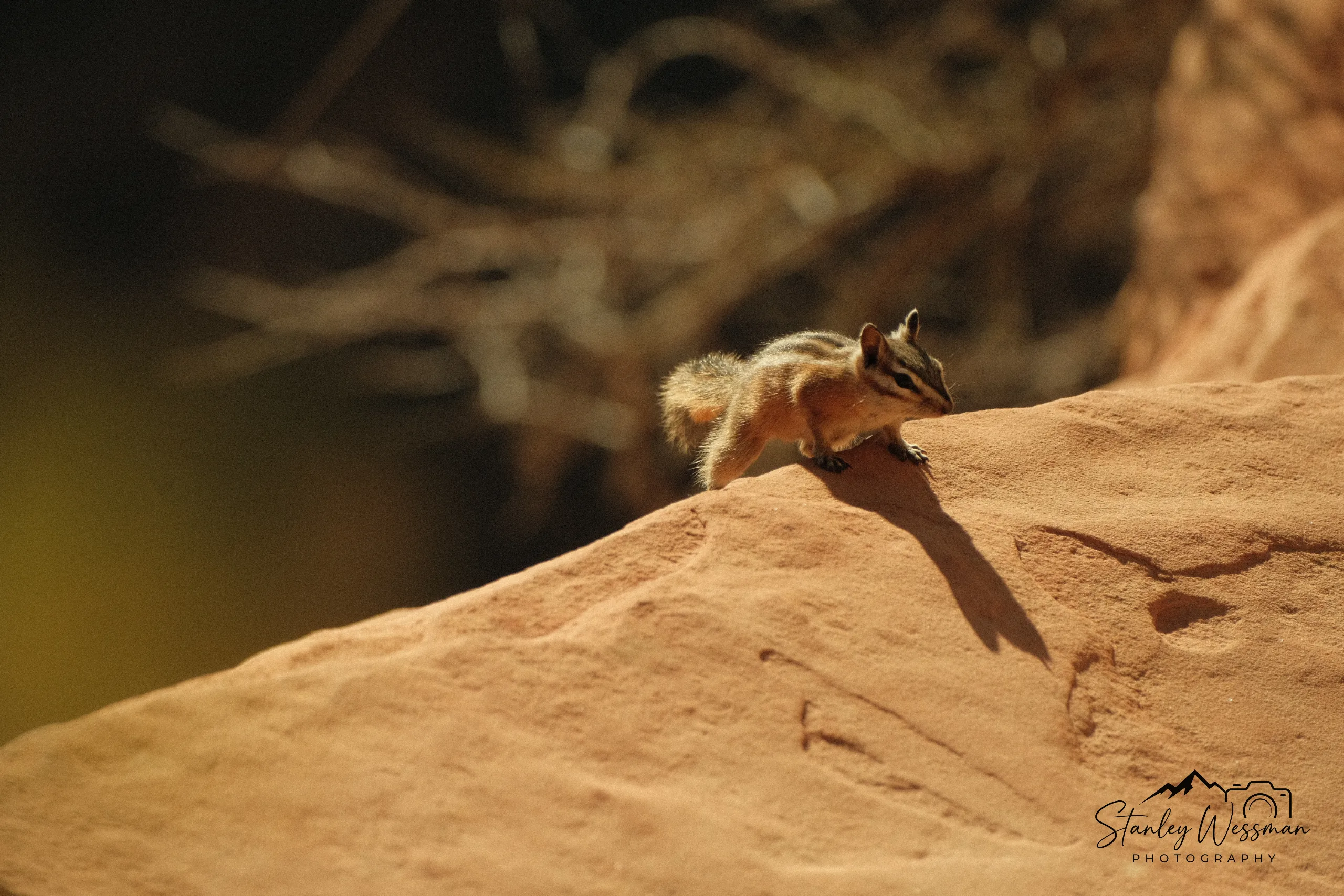 Chipmunk on a Precipice  