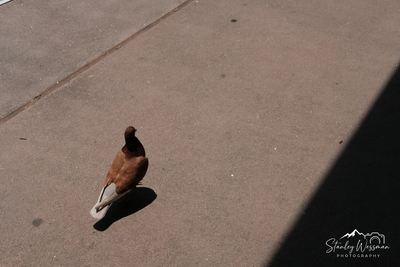 Pigeon in Brown