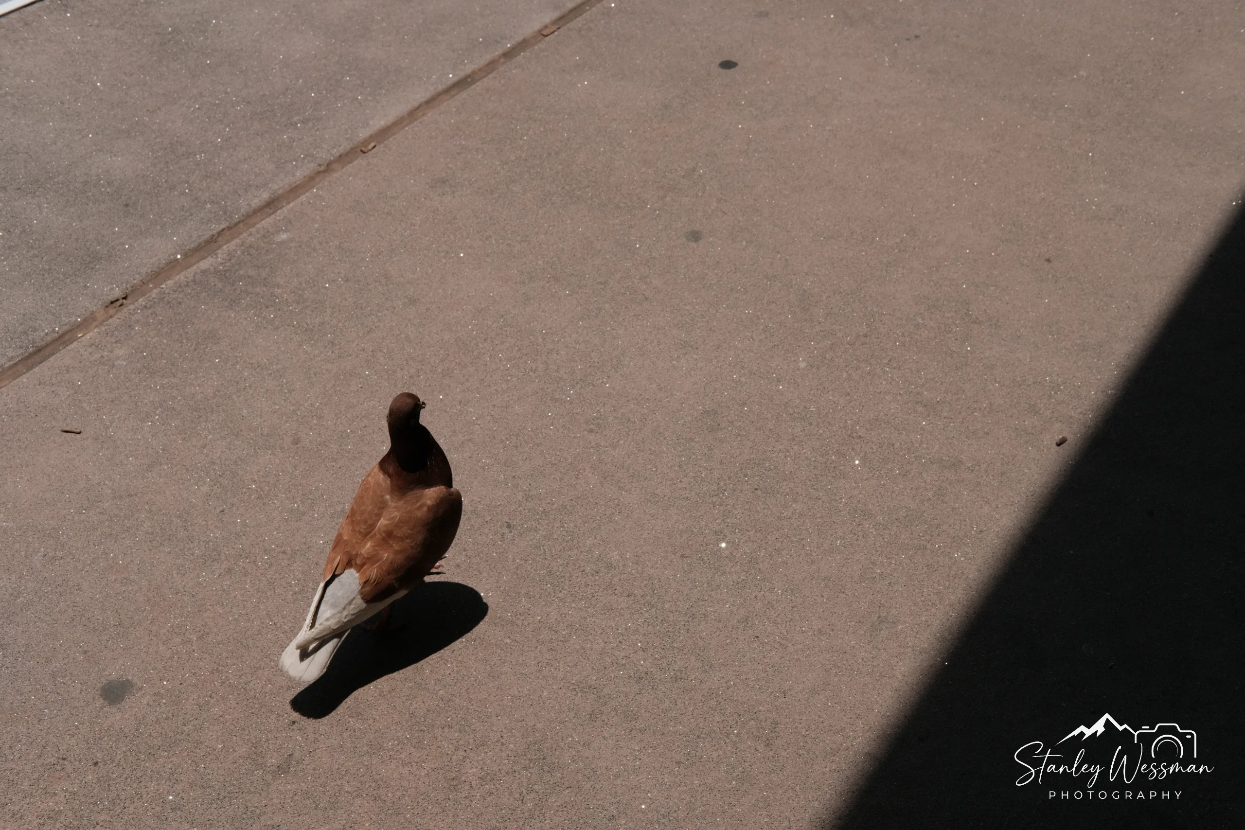 Pigeon in Brown