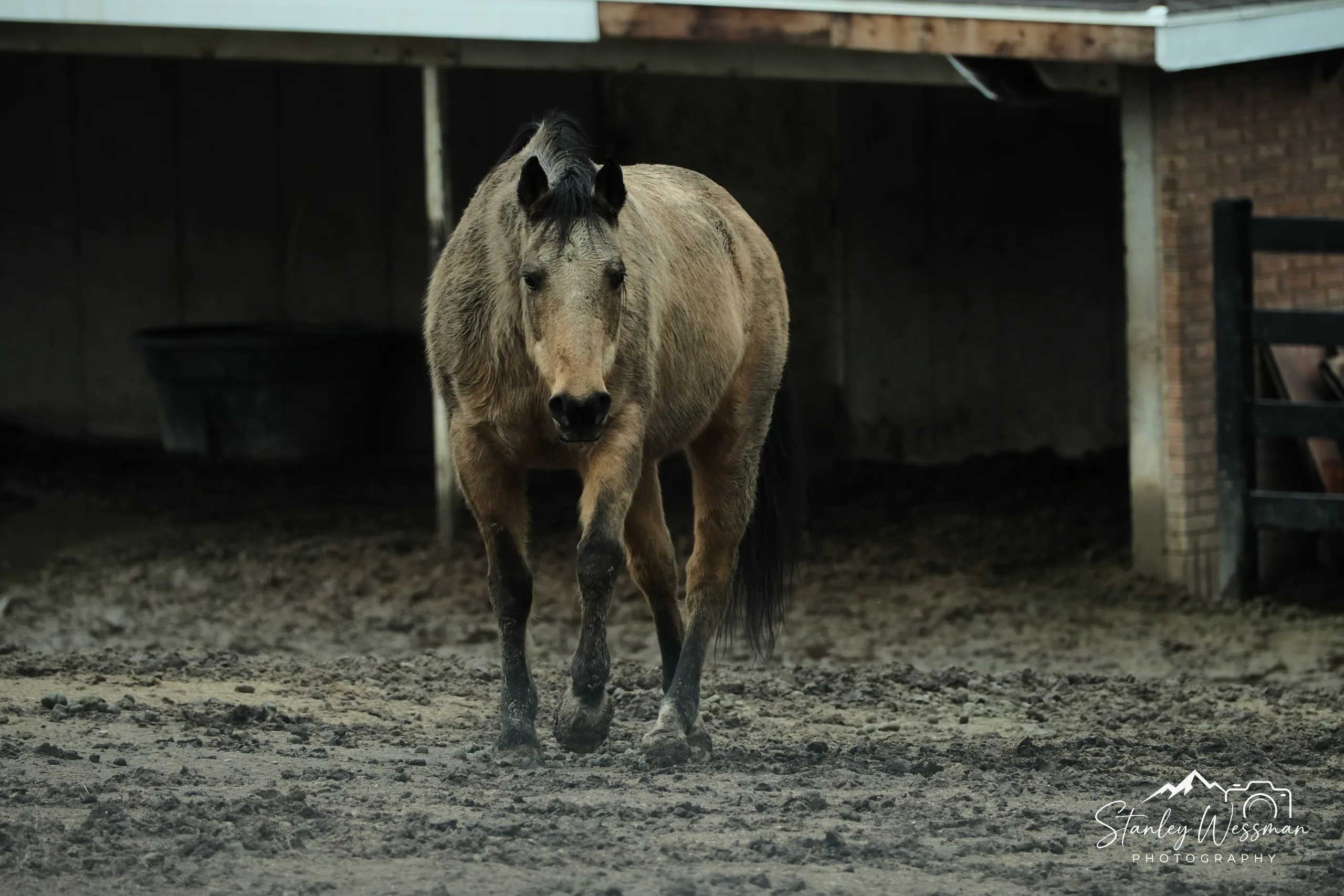 Why the Long Face