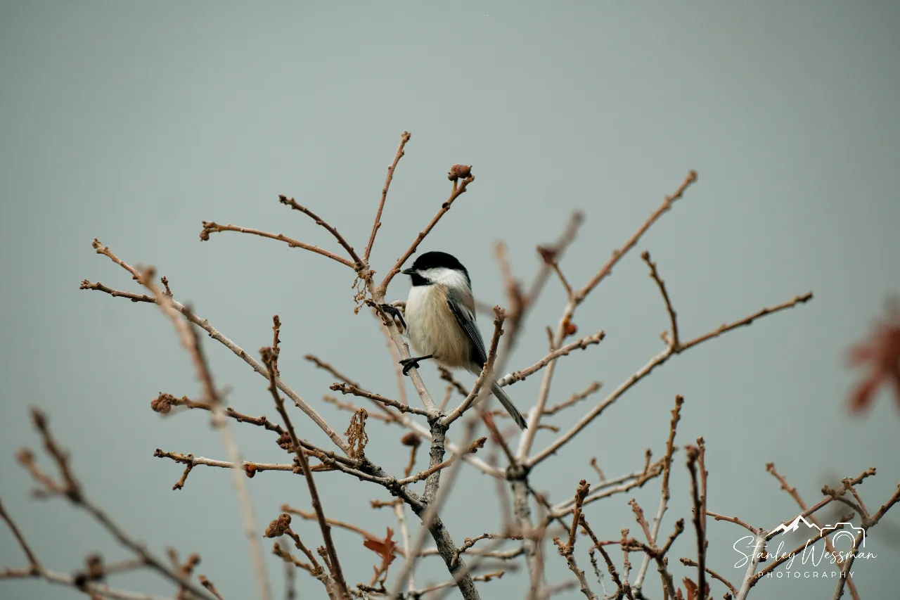 Chickadee