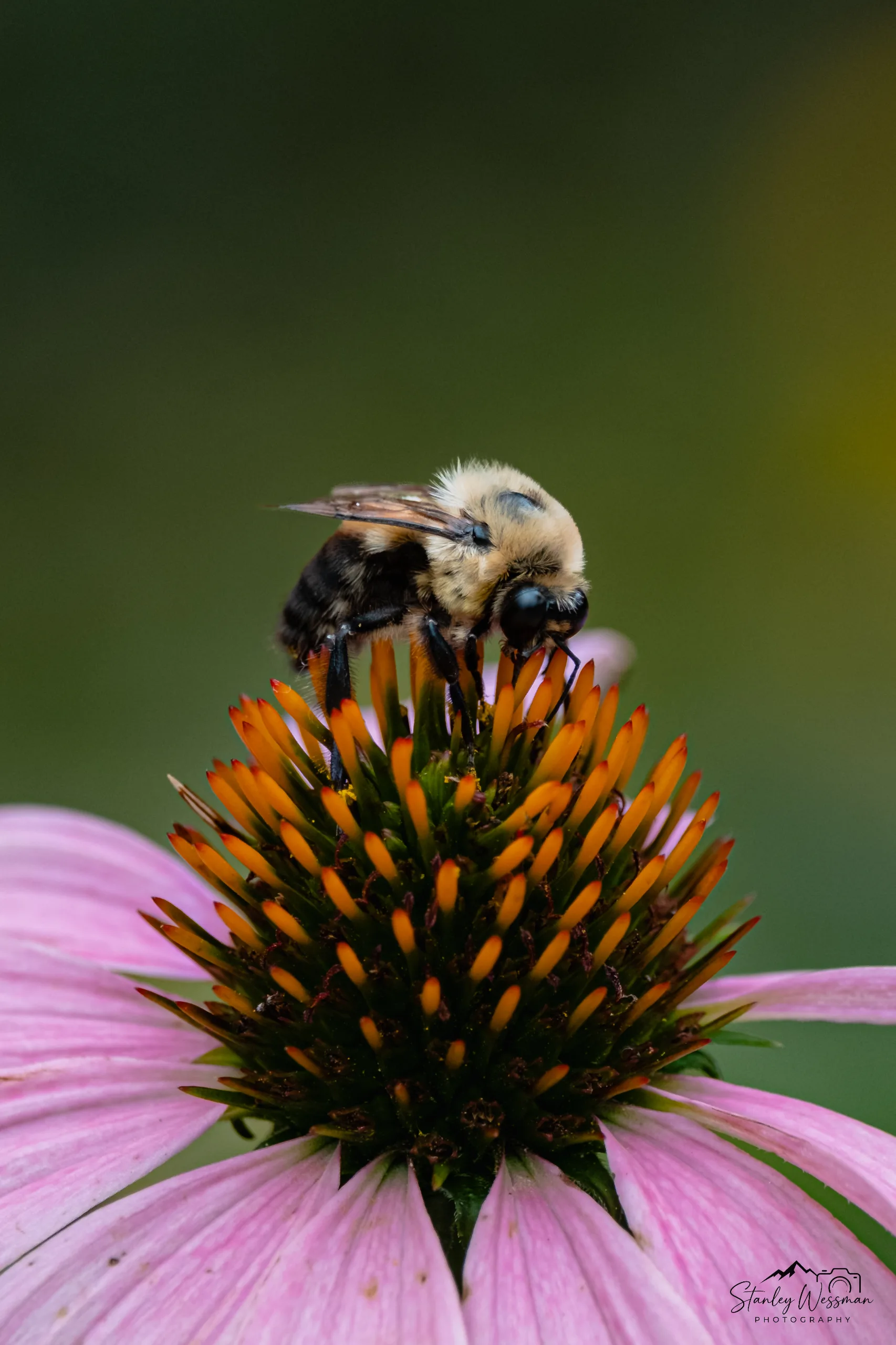 Bumblebee on a Coneflower