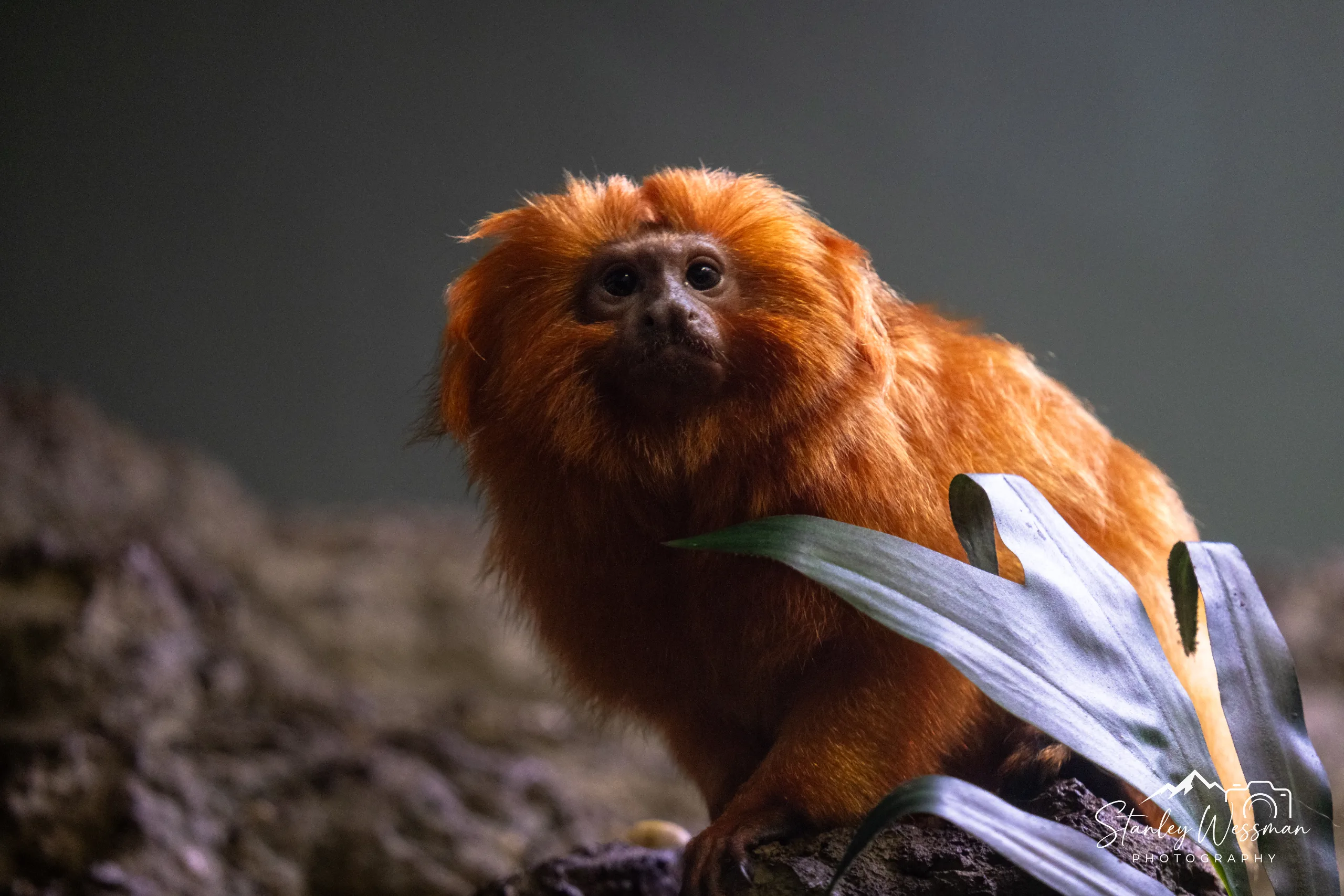 Orange Tamarin