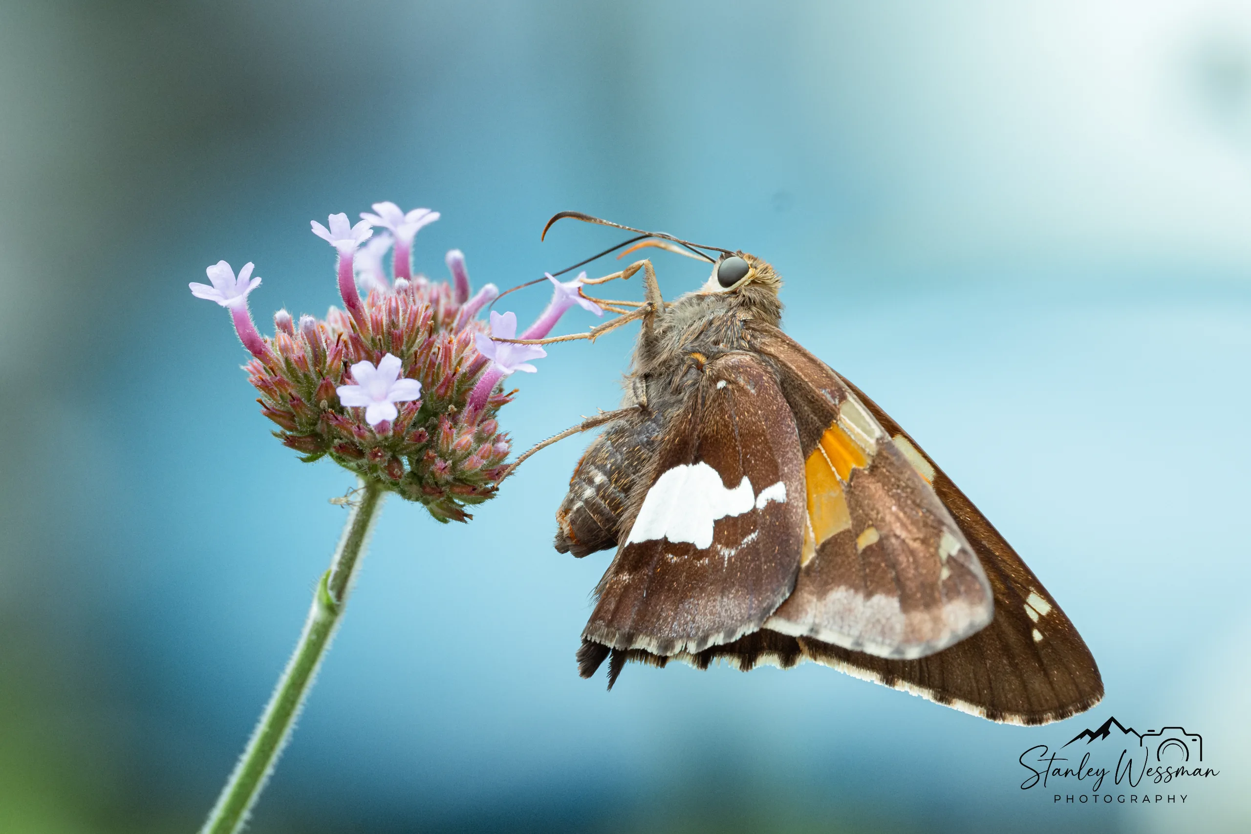 Moth