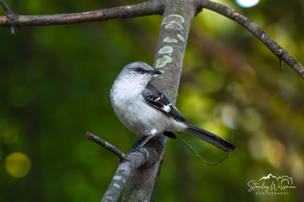 Mockingbird