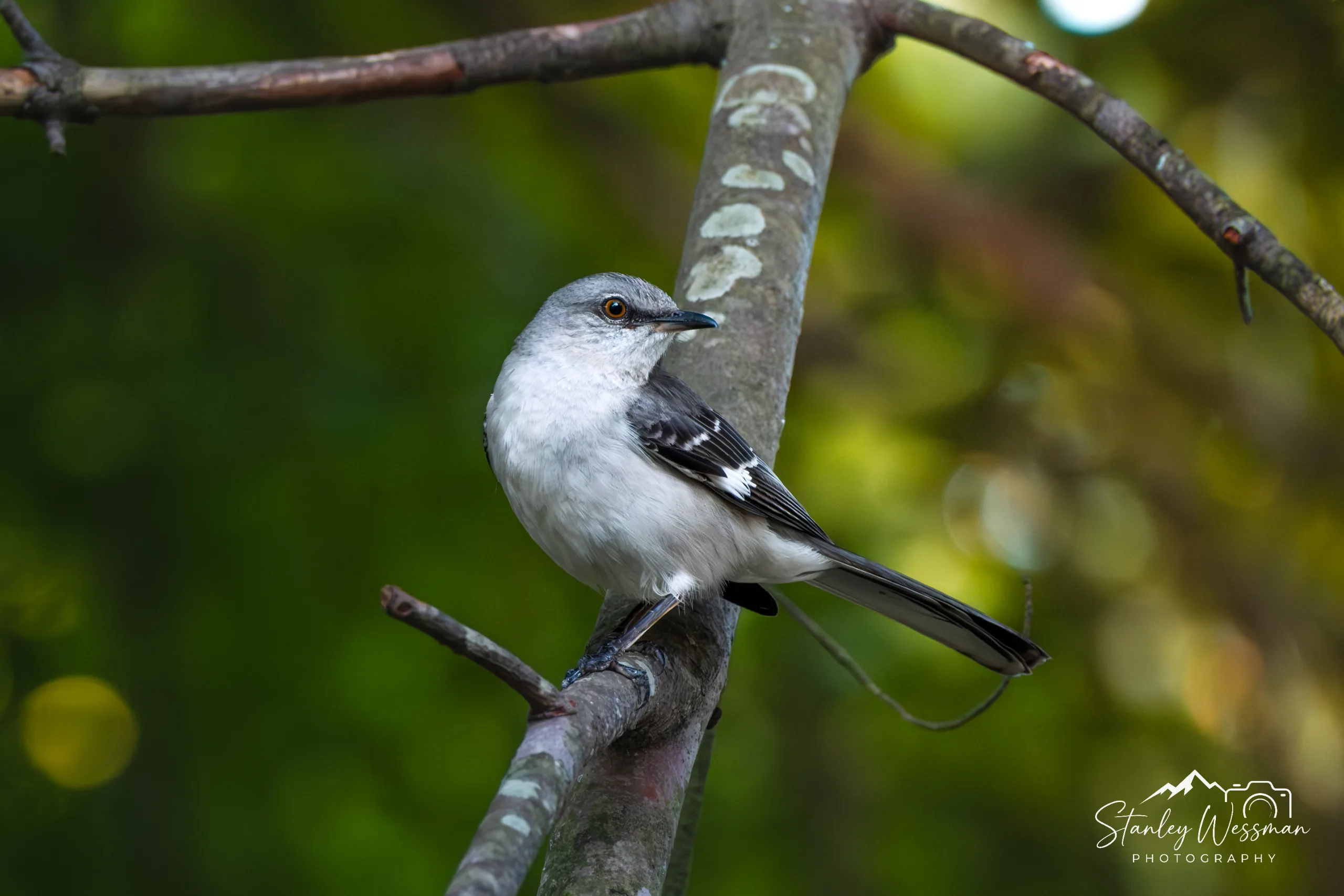 Mockingbird
