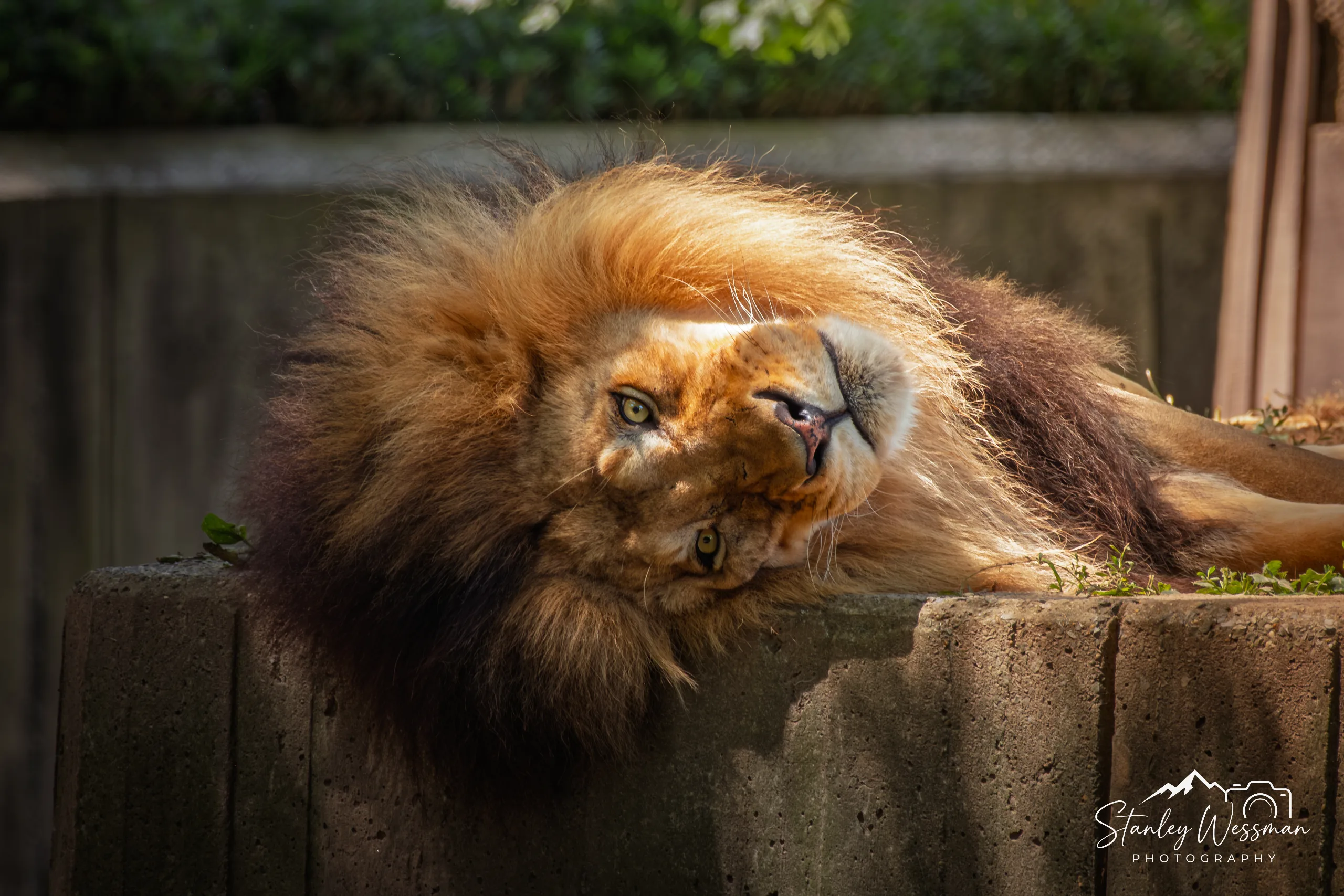 Languishing Lion