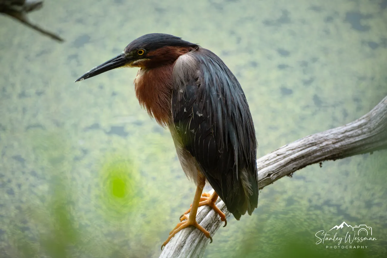Green Heron