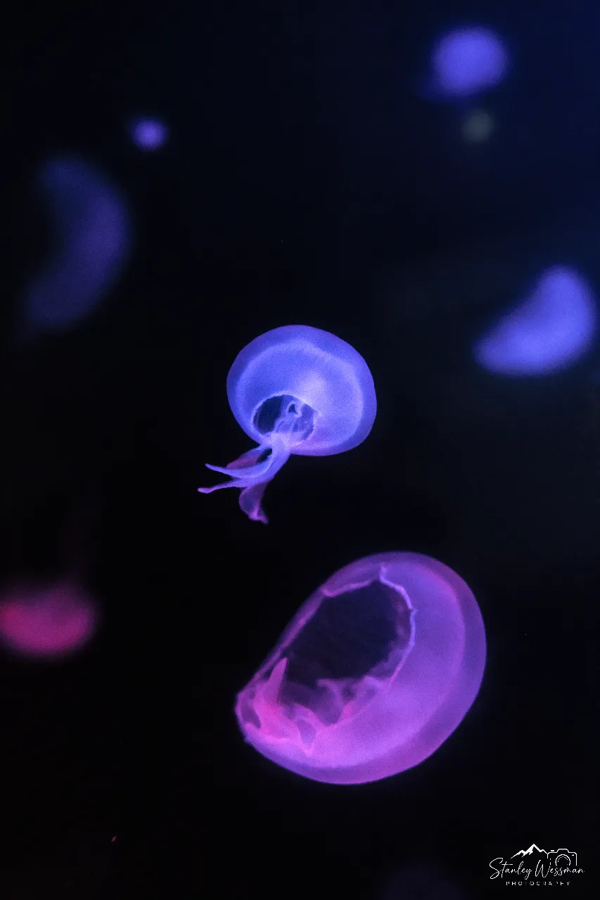Jellyfish