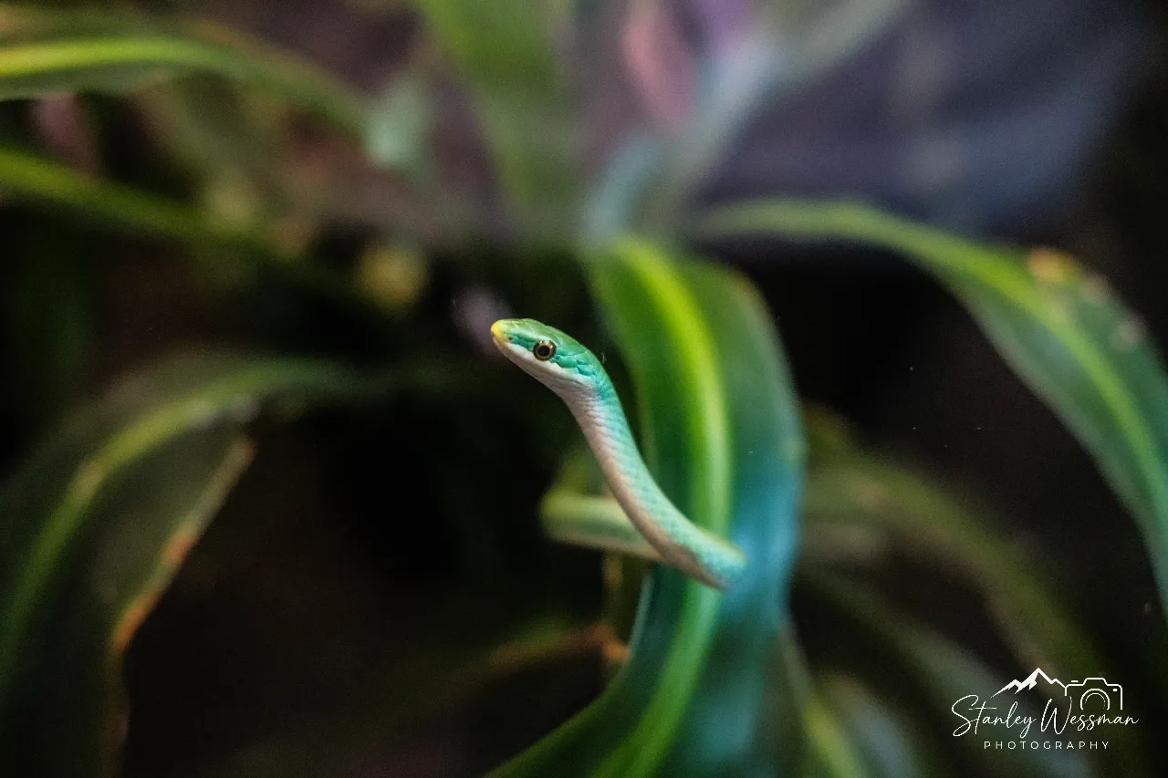 Greenie