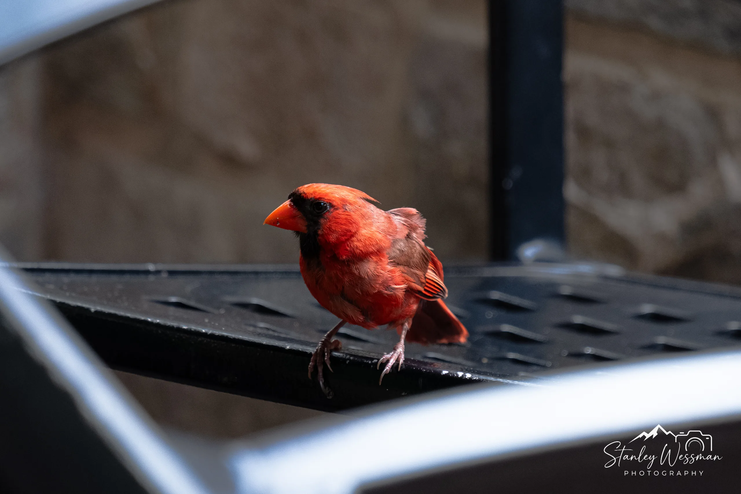 Cardinal Direction